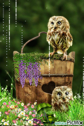 RAINING OWLS - Ingyenes animált GIF