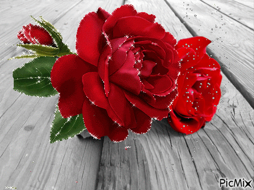 trandafir - Ingyenes animált GIF