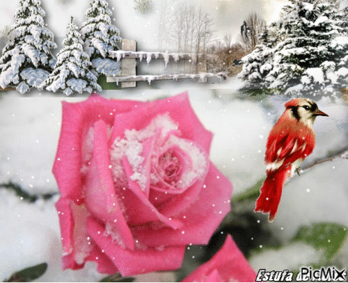 Flor de Natal - Ingyenes animált GIF