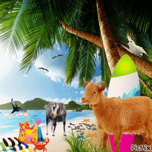 Les chèvres à la plage - Free animated GIF