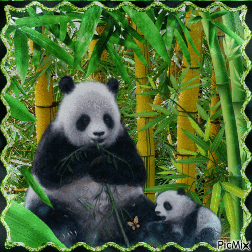 Mama Panda und ihr Baby - Animovaný GIF zadarmo