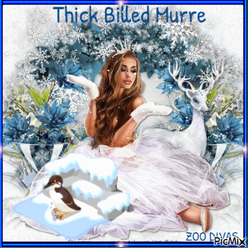 Thick billed murre - GIF animate gratis