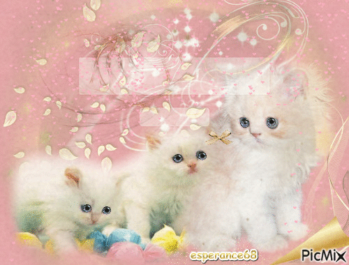 3 petits chats blancs - Бесплатни анимирани ГИФ