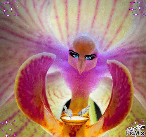Orchidée - GIF animé gratuit