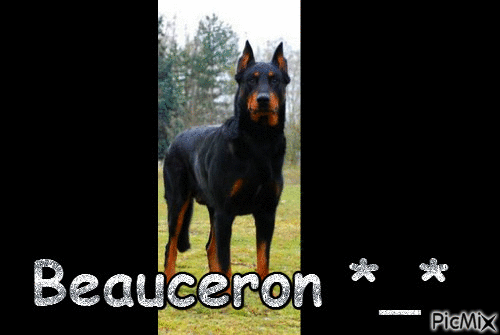Beauceron *_* - Безплатен анимиран GIF