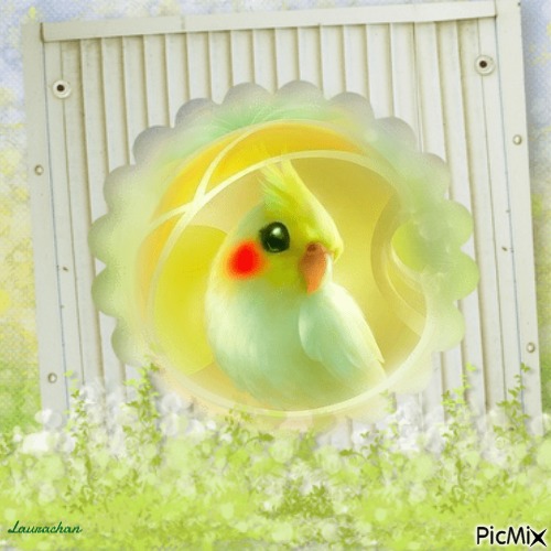 Piccolo pappagallino - Laurachan - gratis png