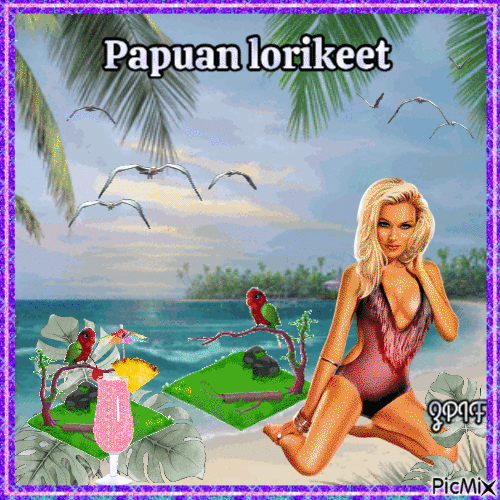 Papuan lorikeet - GIF animado gratis