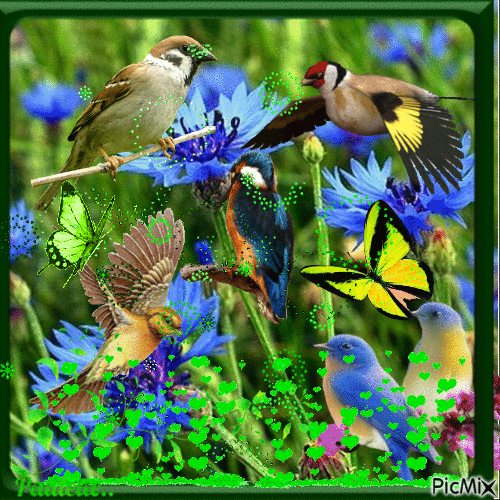 les oiseaux - Besplatni animirani GIF