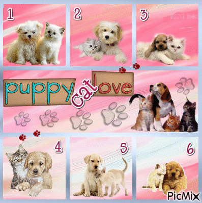 puppy cat love comp - Free animated GIF