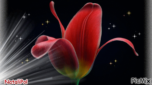 Тюльпан - Zdarma animovaný GIF