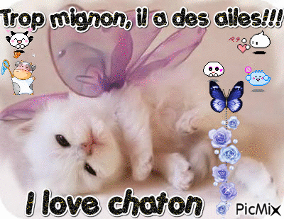 Chaton - Бесплатный анимированный гифка