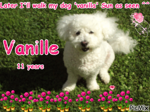 My dog Vanille - GIF animasi gratis