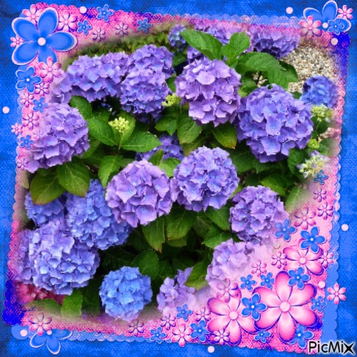 HORTENSIAS - Free PNG