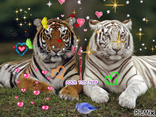 les tigres - Besplatni animirani GIF