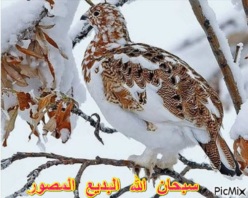 ياقوت - GIF animé gratuit