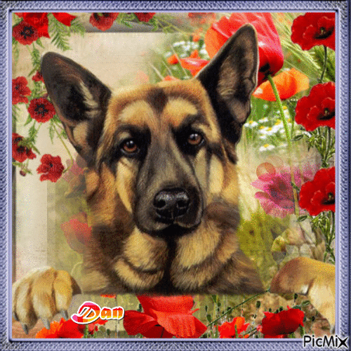 Dog and Flowers - Free animated GIF