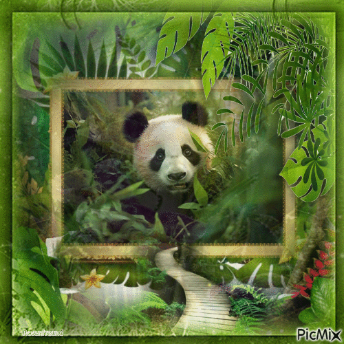 Panda - Zdarma animovaný GIF