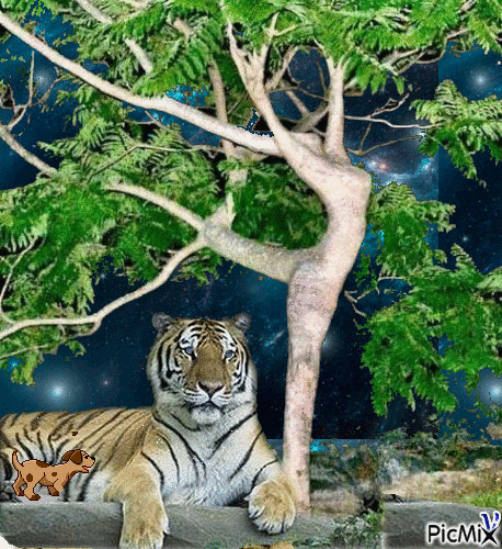 tigr - GIF animé gratuit