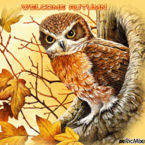 autumn owl - GIF animé gratuit
