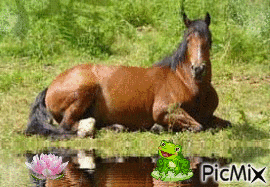 cheval - GIF animate gratis