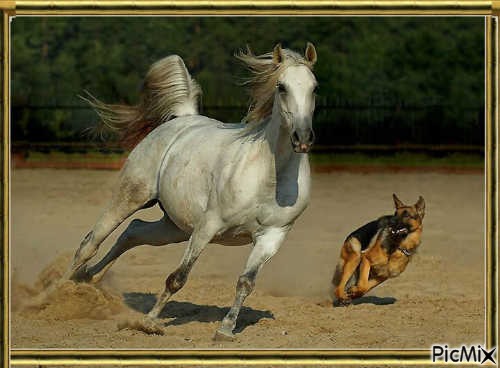 O cavalo e o cão - png gratuito