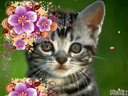 Cat ♥ - Gratis geanimeerde GIF
