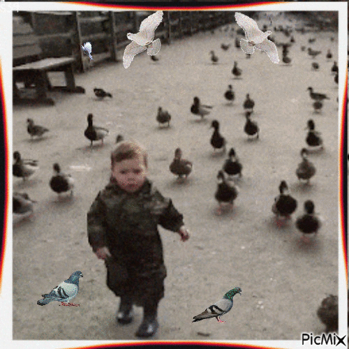 L'enfant qui essaye de laisser de monde envahissant de pigeons, canards - GIF animasi gratis
