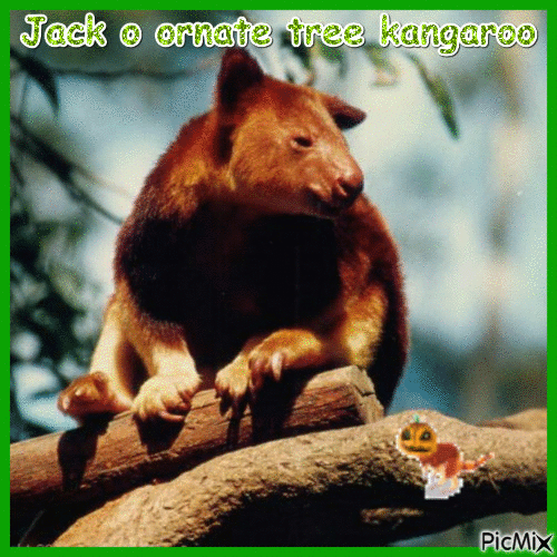 Jack O Ornate tree kangaroo - Бесплатный анимированный гифка