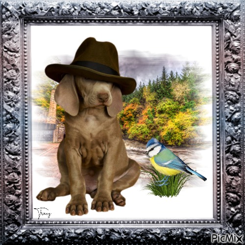 Dog sympathizes with a bird - kostenlos png