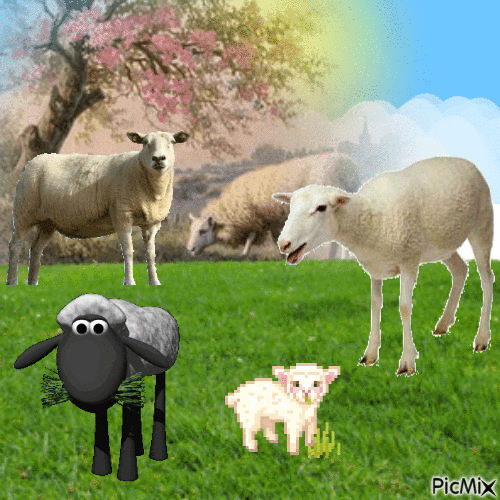 Sheeps - Ingyenes animált GIF