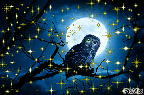Midnight Owl - Ilmainen animoitu GIF