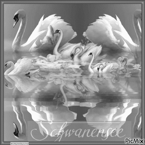 Schwanensee - Gratis animeret GIF