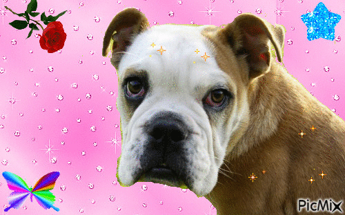 chien sur fond rose scintillant - 無料のアニメーション GIF
