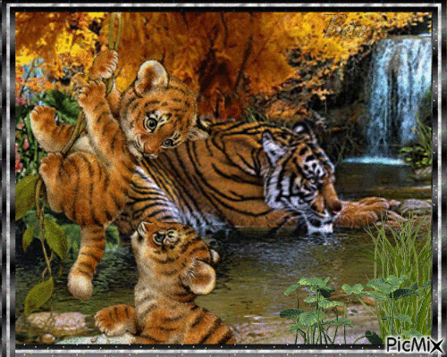 Tigers in nature - Бесплатный анимированный гифка