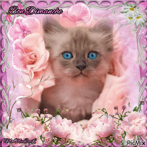 chat rose bon dimanche - Gratis animerad GIF
