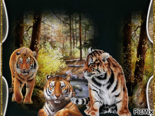 tigres - Zdarma animovaný GIF
