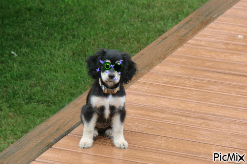 le petit chien - Безплатен анимиран GIF