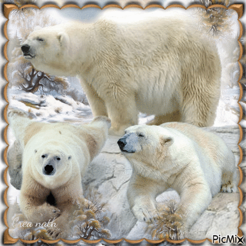 les ours polaires - GIF เคลื่อนไหวฟรี
