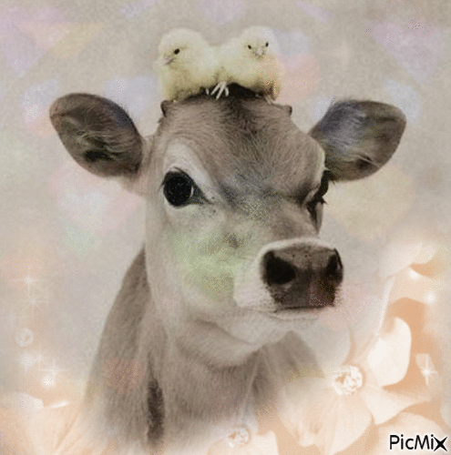 vache et poussins - GIF animé gratuit