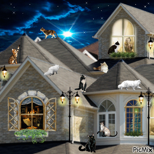 Chats sur les toits - Ücretsiz animasyonlu GIF