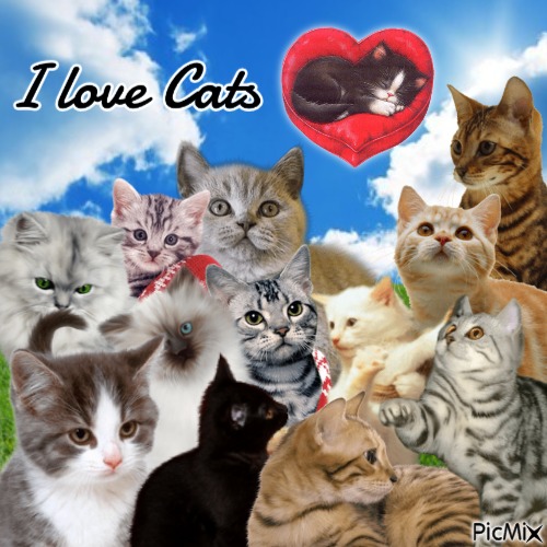 I Love Cats Collage - PNG gratuit