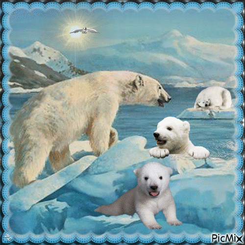 Ours polaires - Contest - GIF animé gratuit