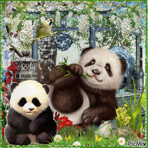 Panda - GIF animado gratis