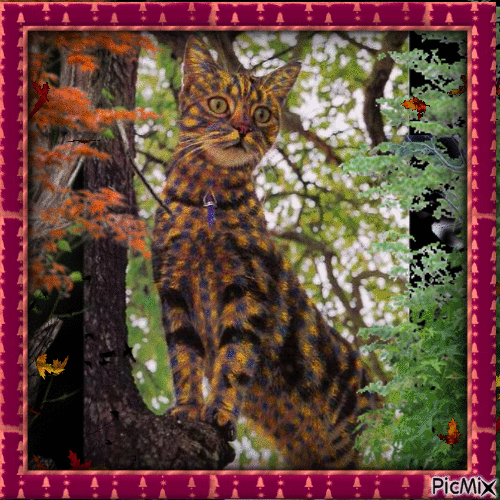 Chat d'automne !!!!! - Free animated GIF