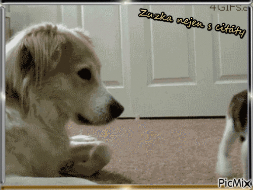 pes a kočka - 無料のアニメーション GIF