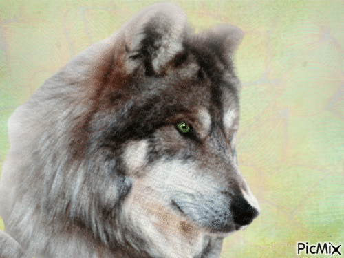 Wolf - GIF animado grátis