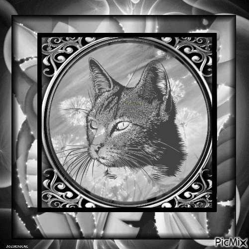 Katze portrait - GIF animé gratuit