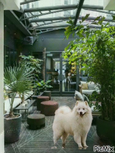 Amazing dog - Безплатен анимиран GIF
