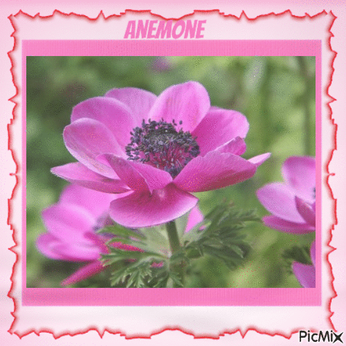 Anemone - GIF เคลื่อนไหวฟรี