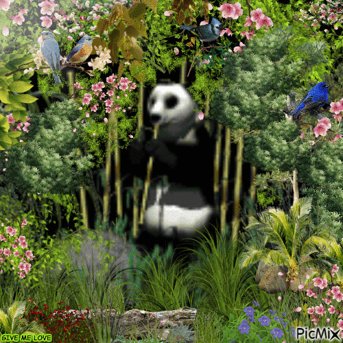 PANDA WORLD - Bezmaksas animēts GIF